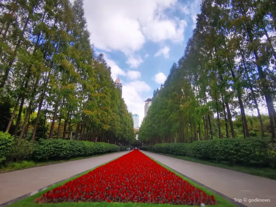 An avenue of tall trees and a red flower bed in Yanzhong Greenland